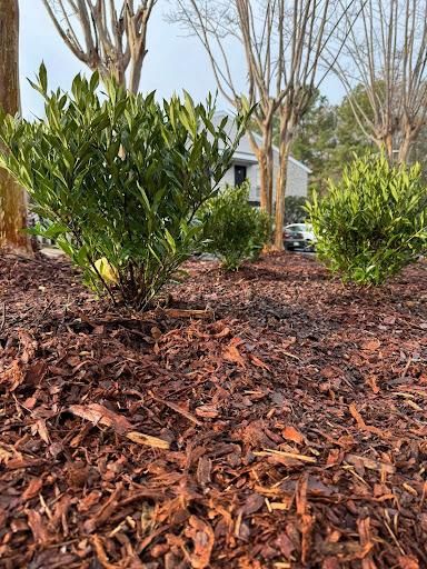 Shrub Trimming