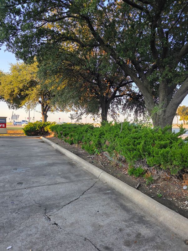 Commercial Lawn Maintenance
