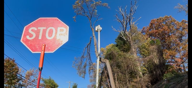 Tree Removal