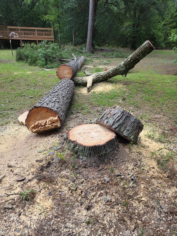 Tree Removal