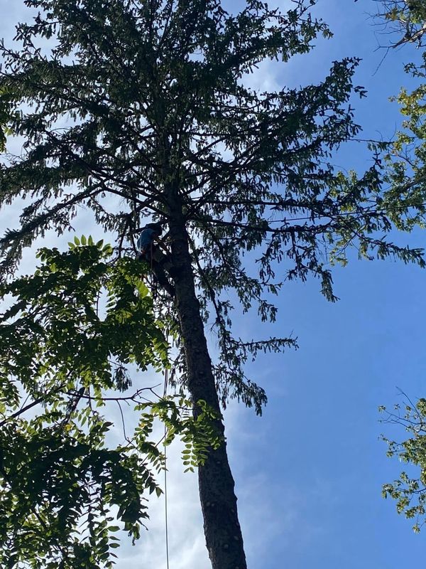 Tree Removal gallery