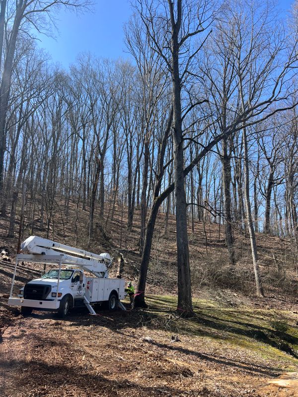Tree Removal