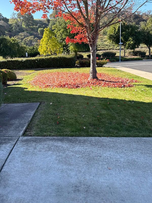 Landscaping