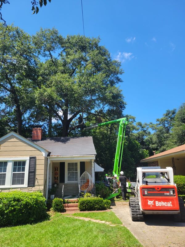 Tree Removal