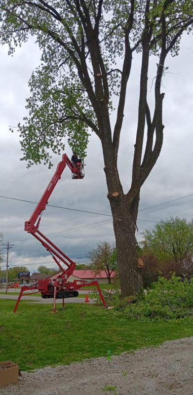 Tree Trimming