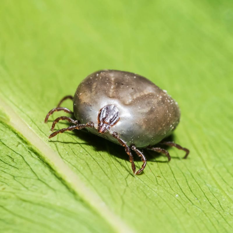 Tick Control
