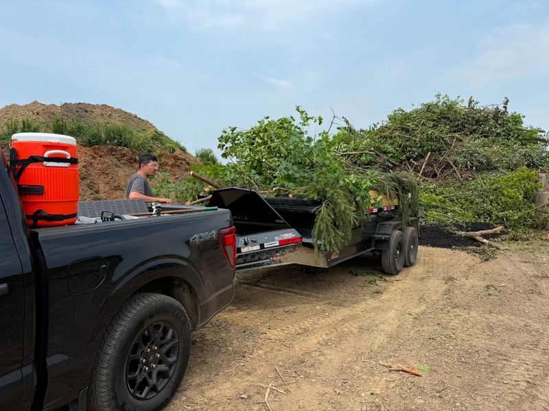 Tree Removal