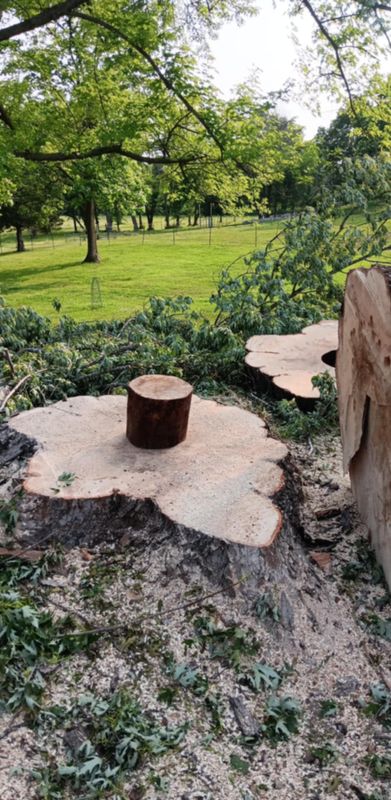 Tree Removal