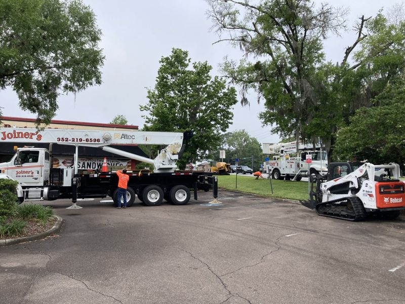 Tree Removal
