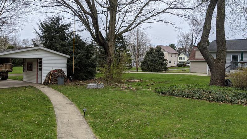 Tree Removal gallery