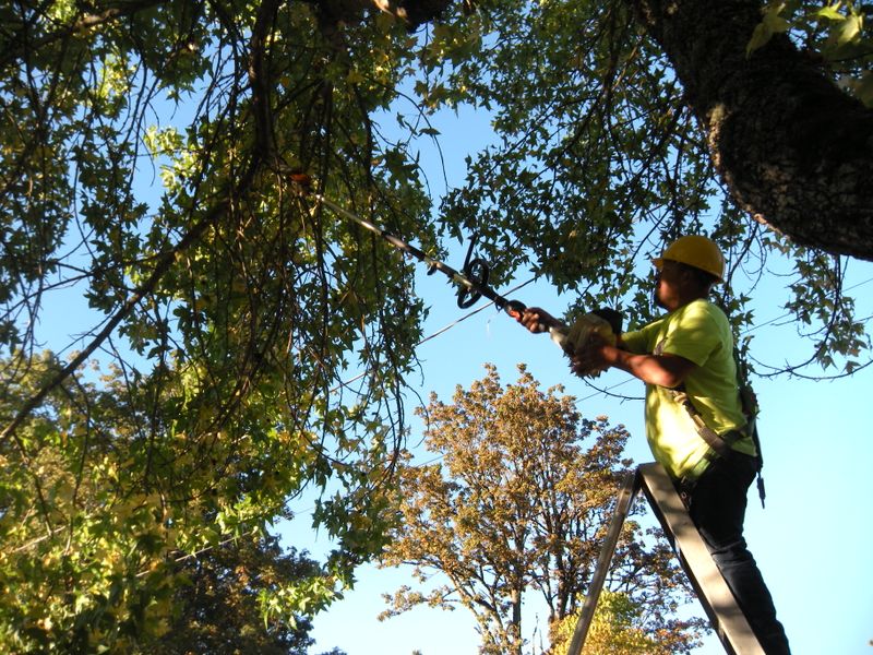 Tree Removals