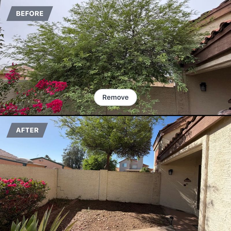 Tree & Shrub Care