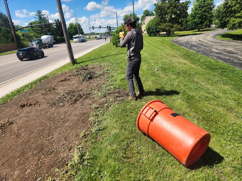 Stump Removal