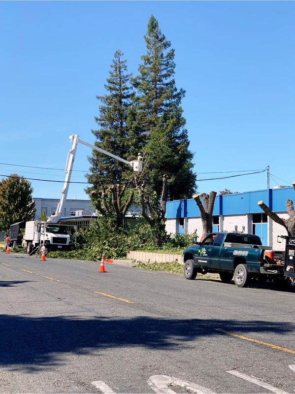Tree Removal gallery