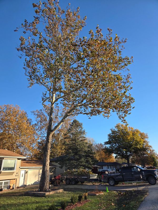Tree Trimming