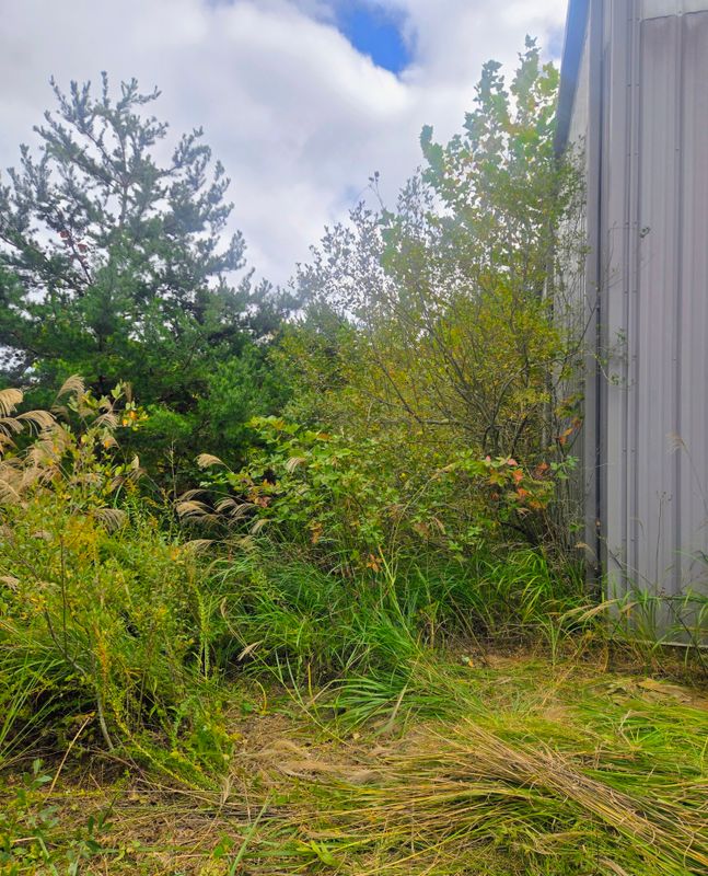 Clean ups and invasive plant management 