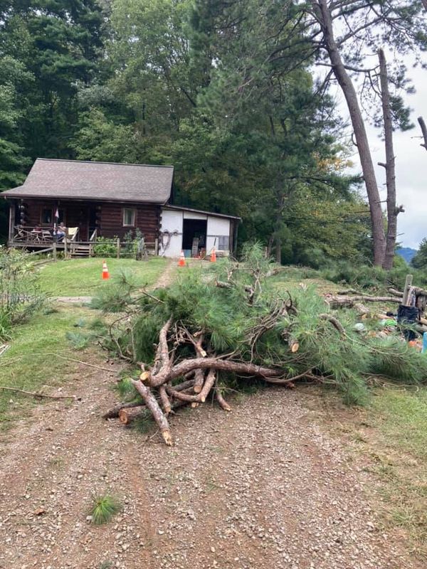 Tree Removal gallery