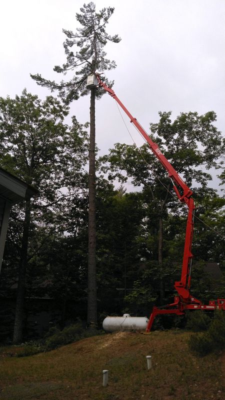 Tree Services