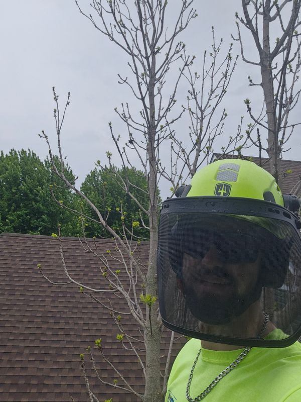 Tree Trimming