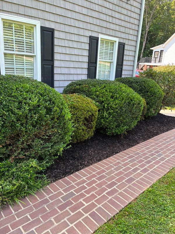 Tree & Shrub Care