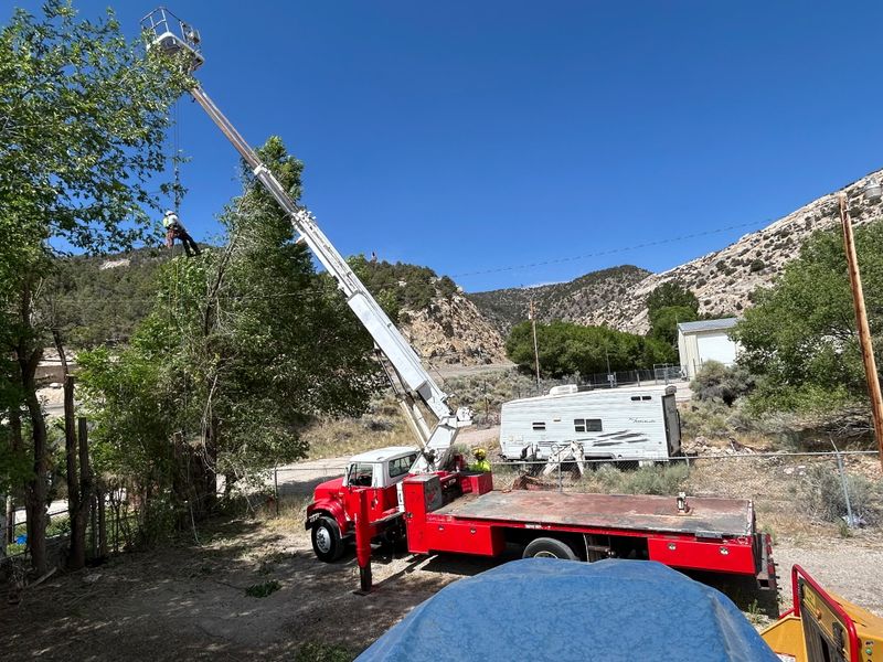 Tree Removal