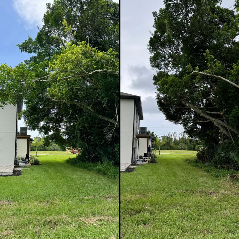 Tree Trimming