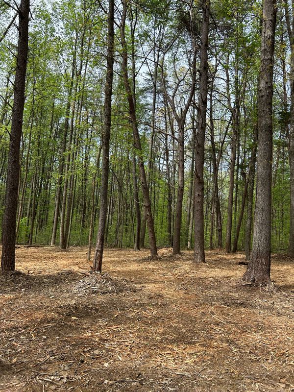 Land Clearing