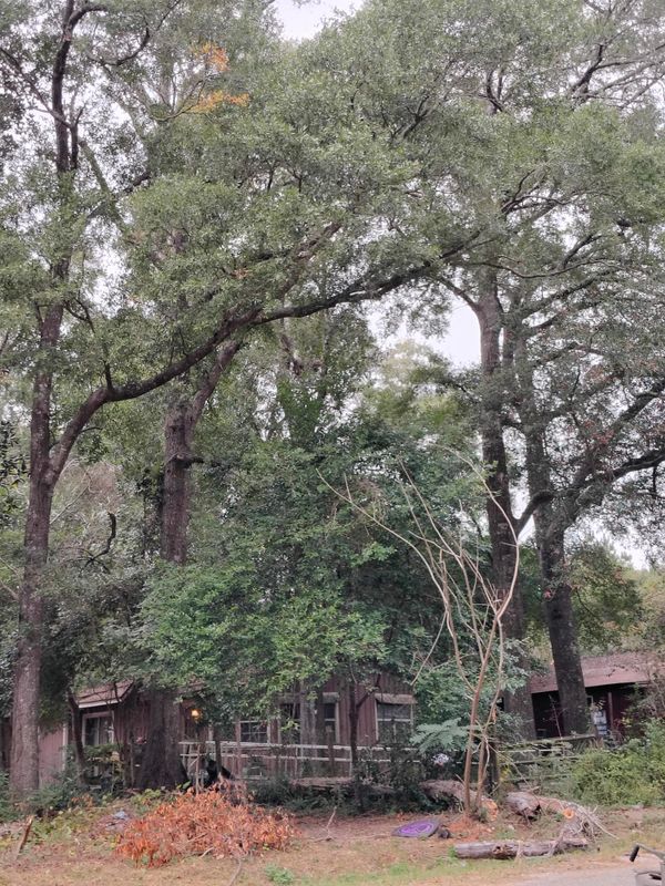 Residential Tree Care
