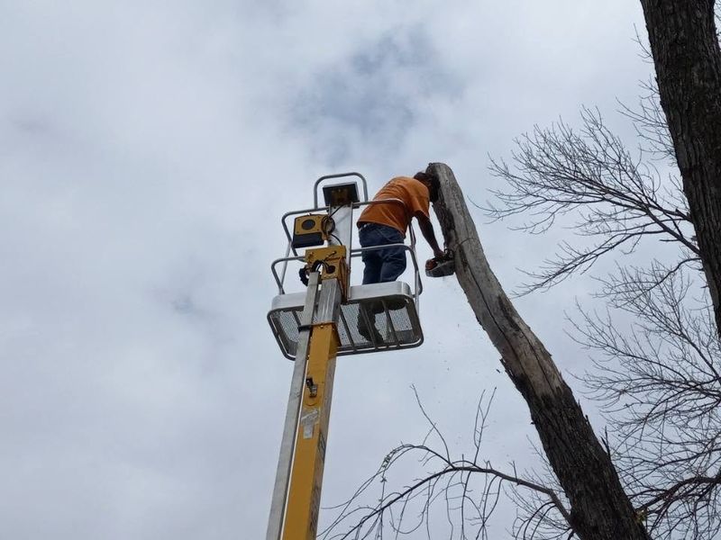 Tree Trimming