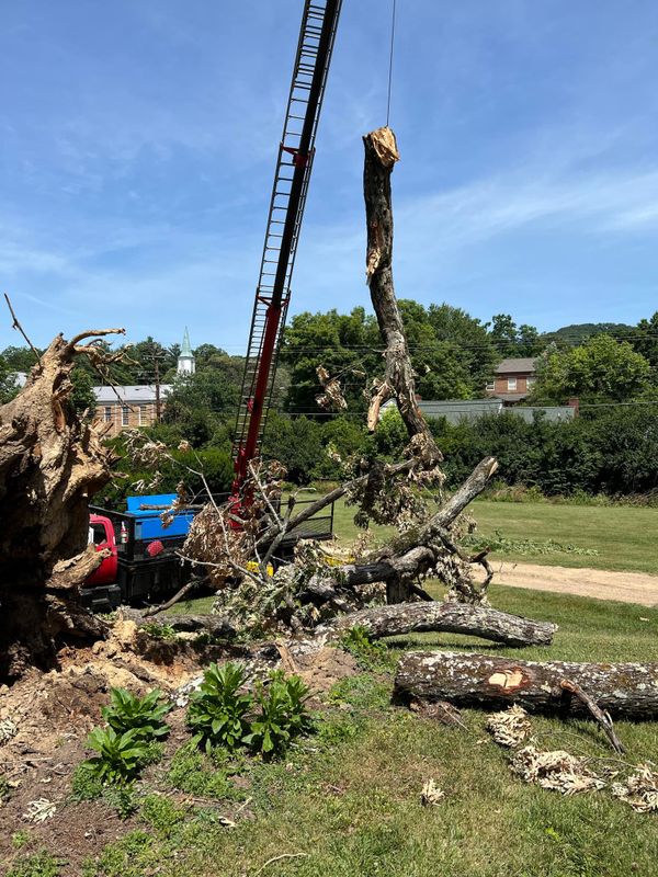 Tree Trimming