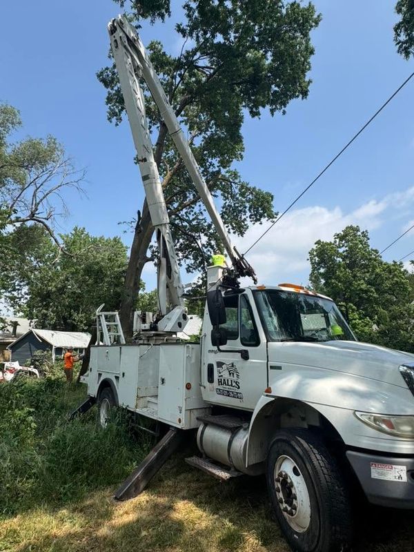 Tree Trimming