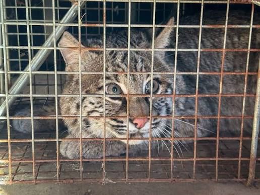 Humane Animal Trapping and Relocation