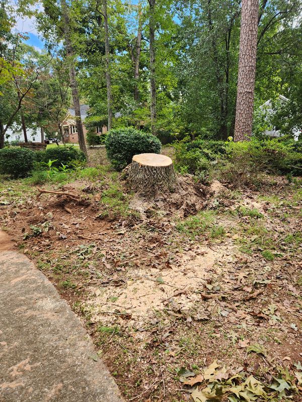 Tree Removal gallery