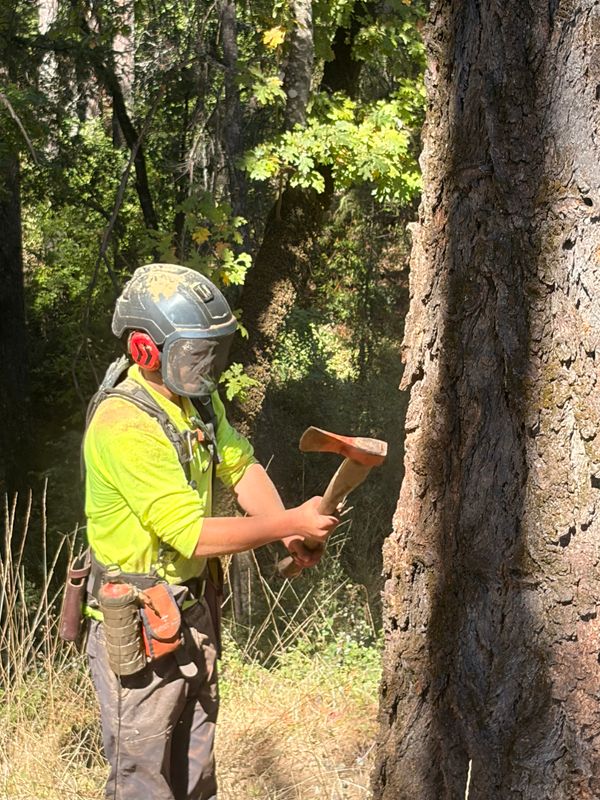 Tree Removal