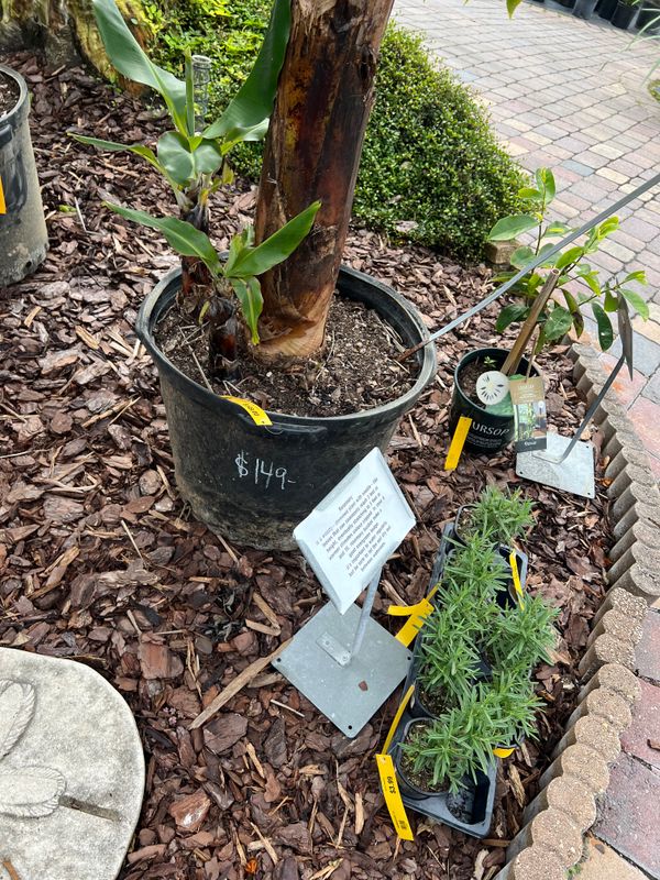 Plant and tree list