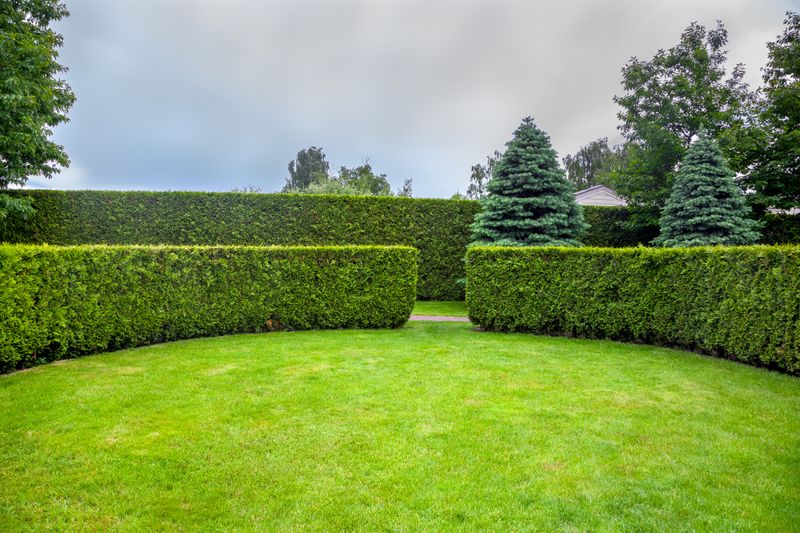 Hedge Trimming
