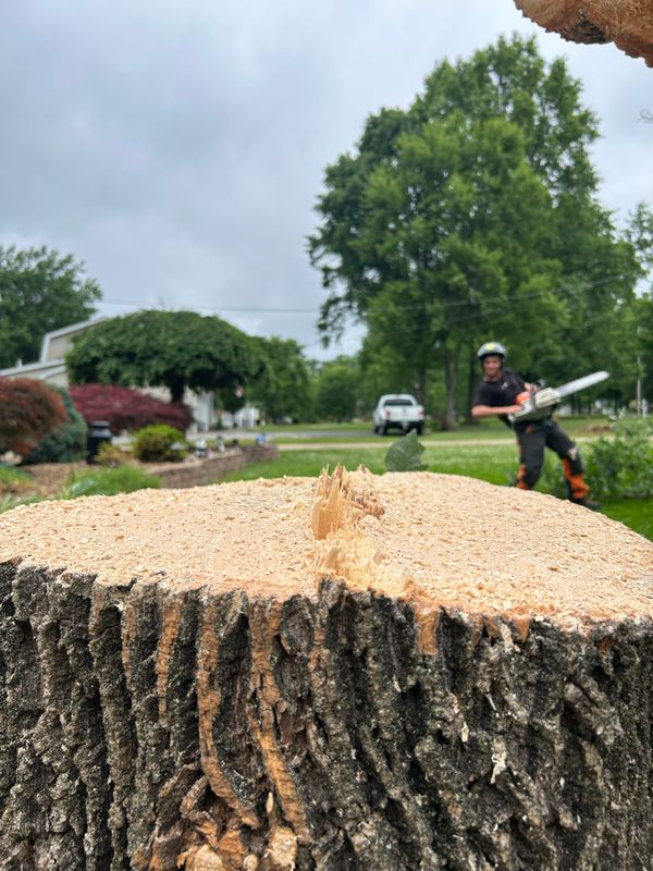 Tree Removal