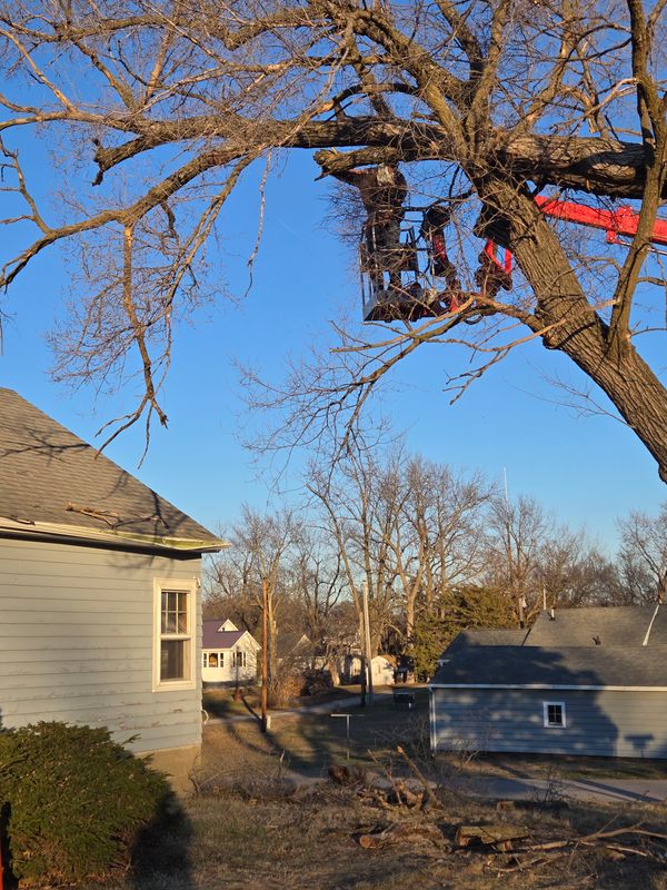Tree Trimming