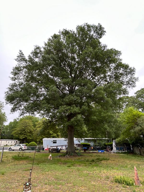Tree Trimming