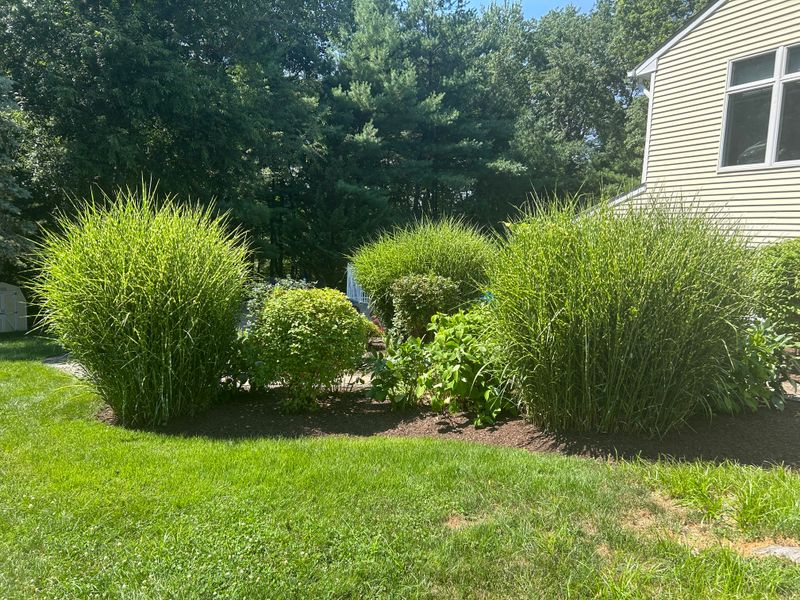 Shrub Trimming