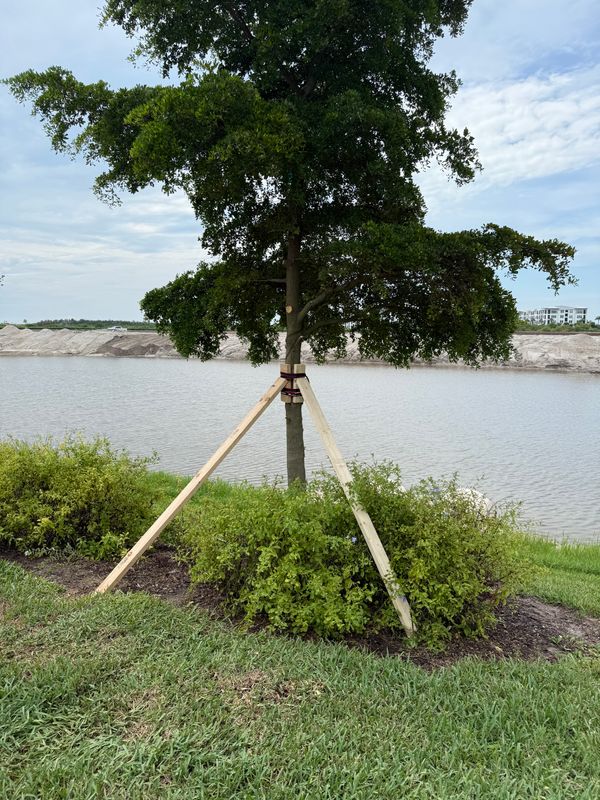 Tree Trimming