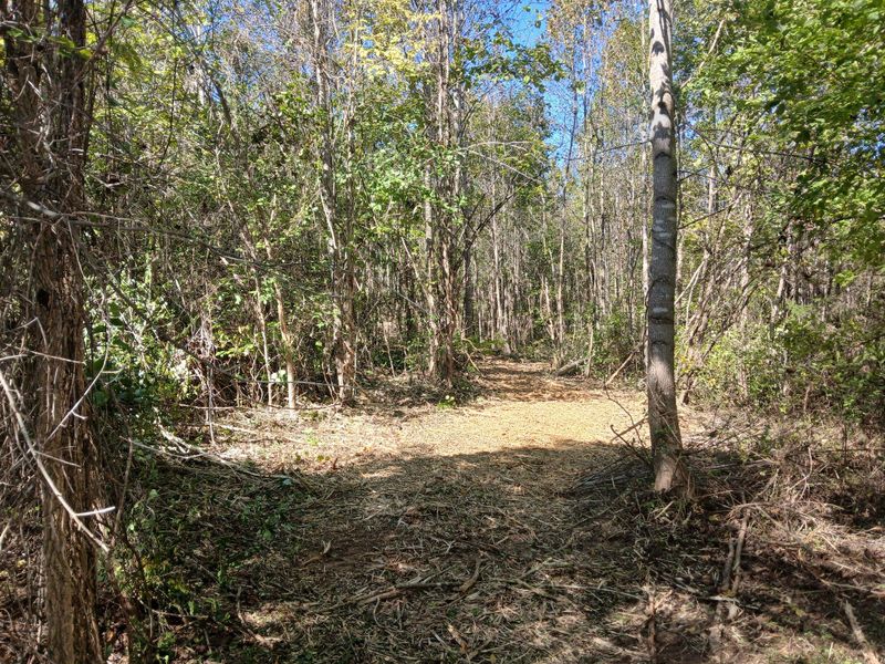 Forestry Mulching
