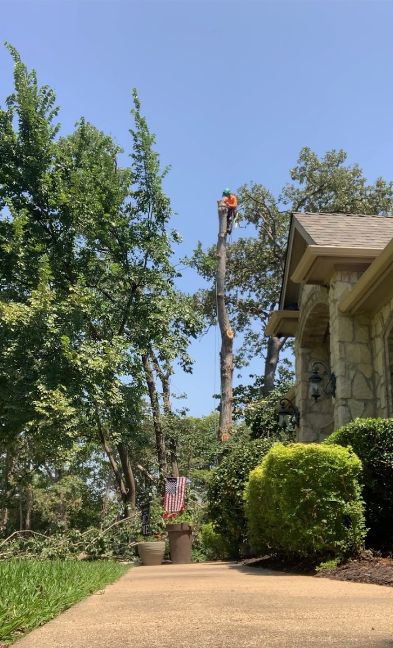 Tree Removal & Trimming