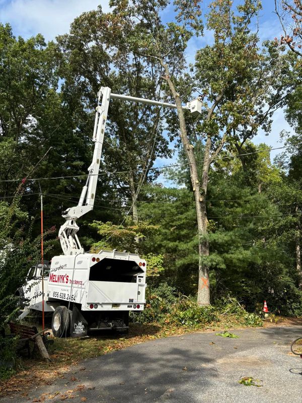 Tree Trimming