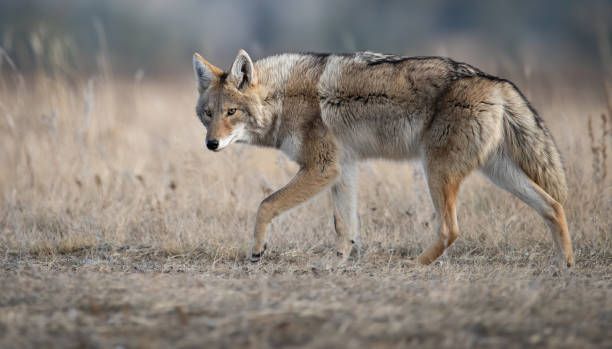 Predator Control
