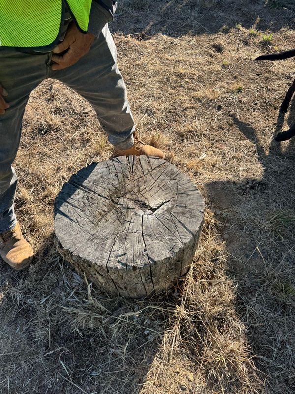 Tree Removals