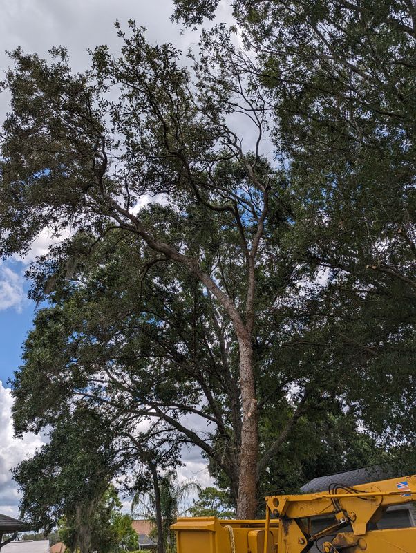 Tree Trimming