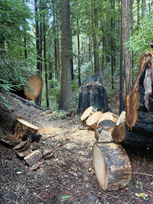 Stump Removal