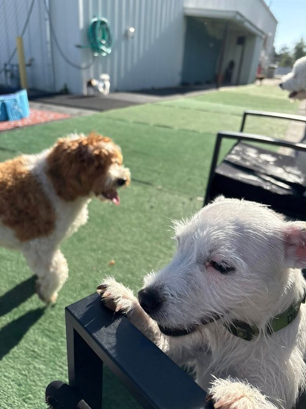 Open Play Daycare