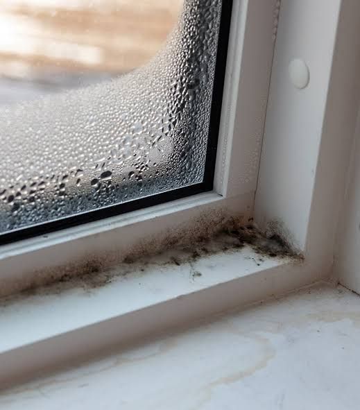 Mold Inspections